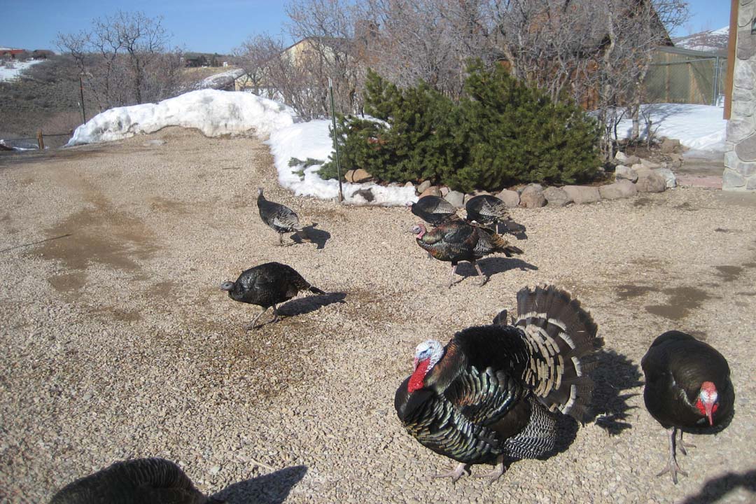 Legendary, feared and respected Silver Creek Attack Turkeys
