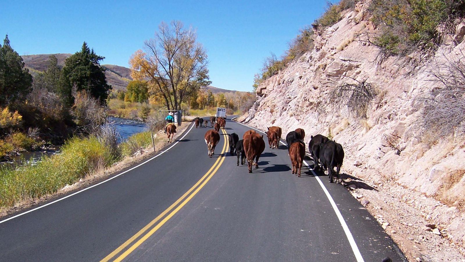 Looking at the East end of a West bound herd of cattle. Just bringing cattle home from Summer Range in the Wasatch Cache National Forest.